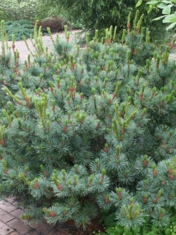 Кедровый стланик (2 года) — Pinus pumila  саженцы в контейнере Р9 — фото 2