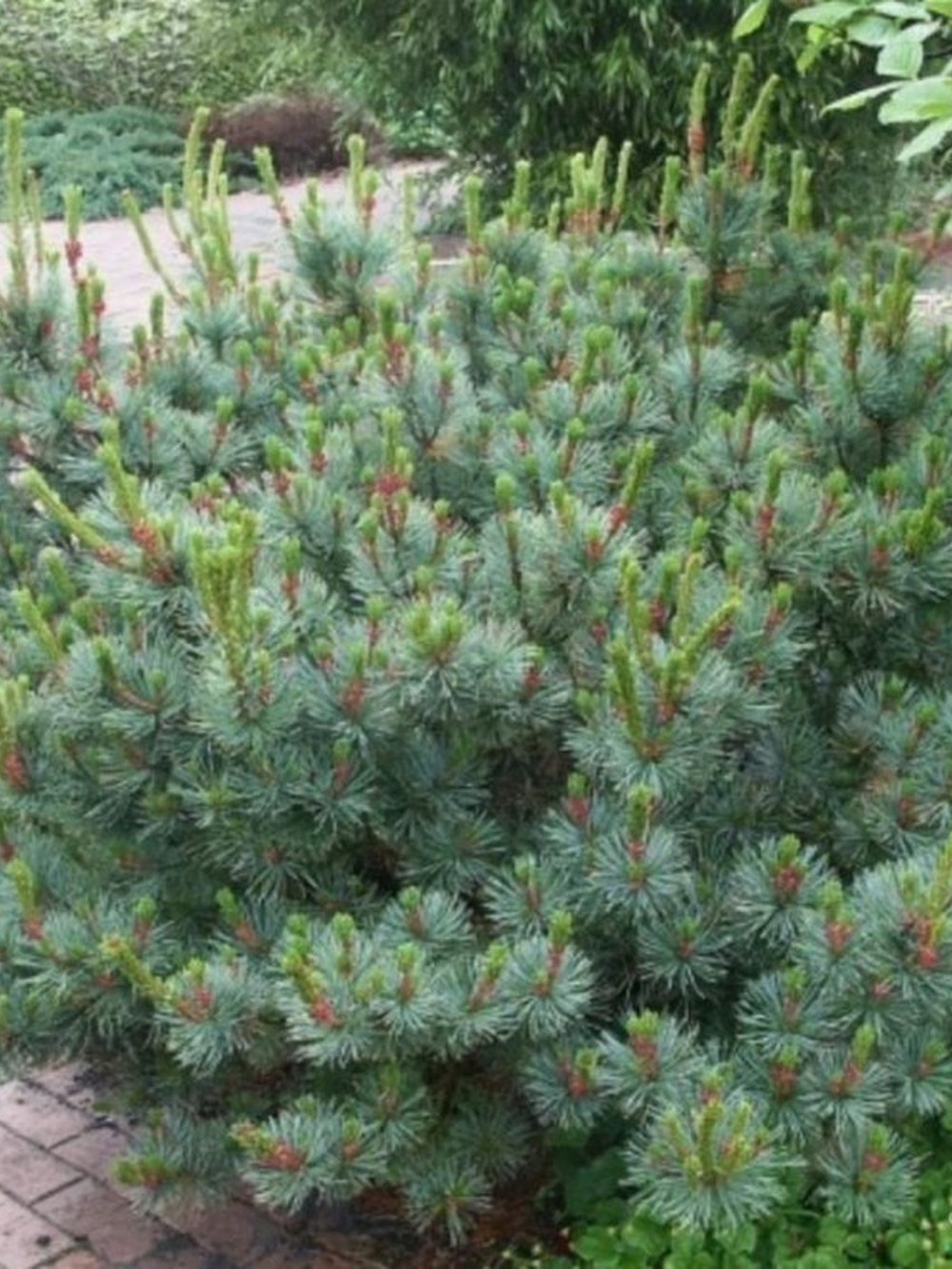 Кедровый стланик (2 года) — Pinus pumila, саженцы в контейнере Р9 — питомник АСТРОБИ — фото 2