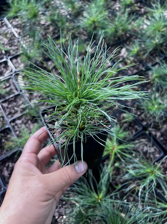 Кедровый стланик (2 года) — Pinus pumila  саженцы в контейнере Р9 — фото 4