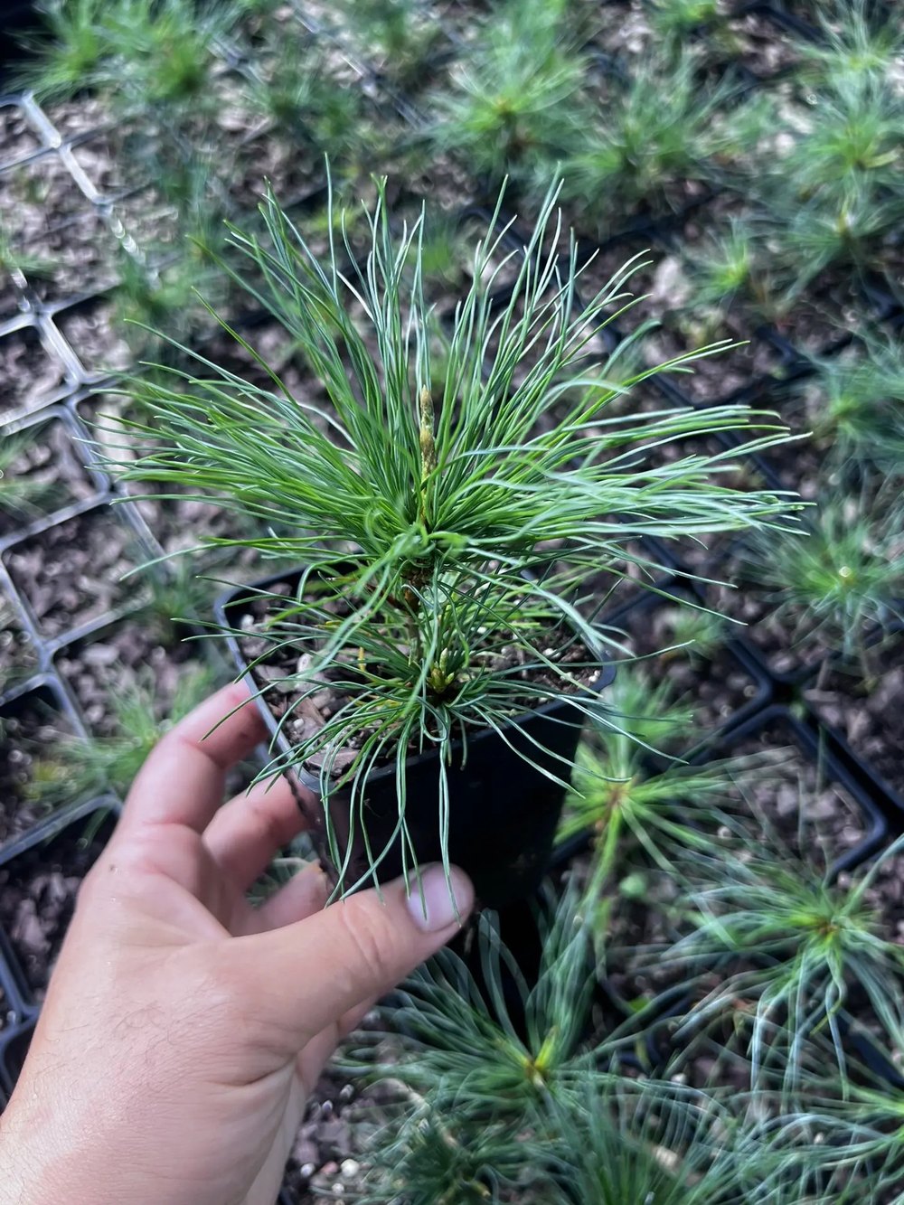 Кедровый стланик (2 года) — Pinus pumila, саженцы в контейнере Р9 — питомник АСТРОБИ — фото 4