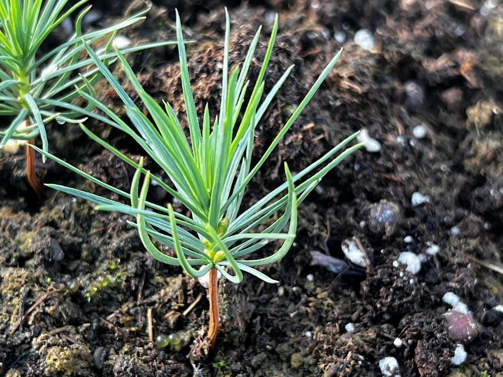 Кедровый стланик (2 года) — Pinus pumila, саженцы в контейнере Р9 — питомник АСТРОБИ — фото 6