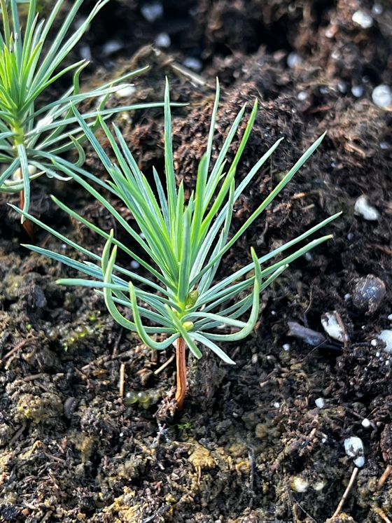 Кедровый стланик (2 года) — Pinus pumila  саженцы в контейнере Р9 — фото 7