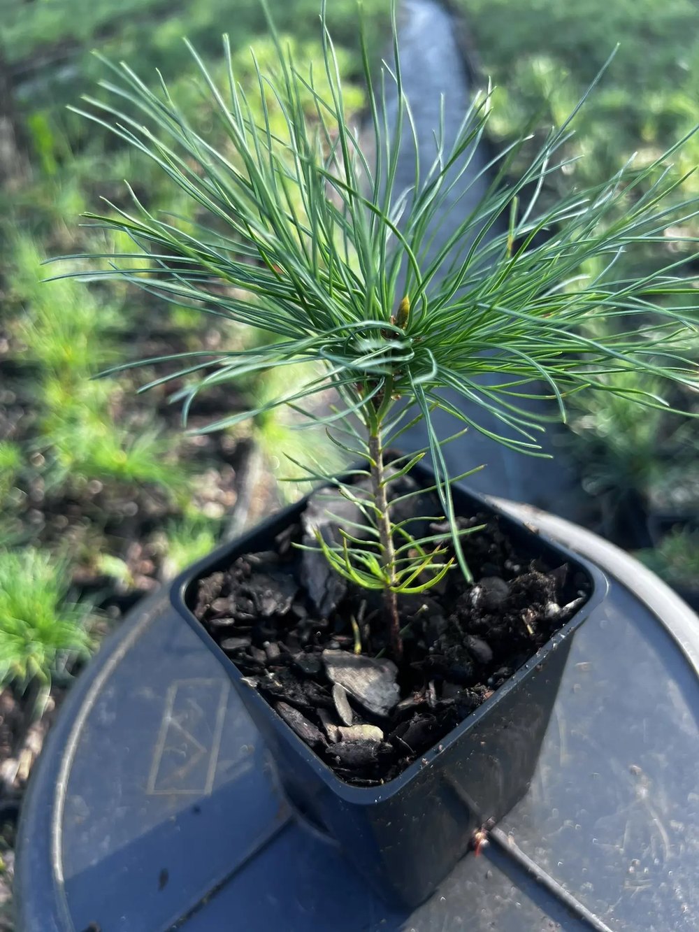 Кедровый стланик (2 года) — Pinus pumila, саженцы в контейнере Р9 — питомник АСТРОБИ — фото 5