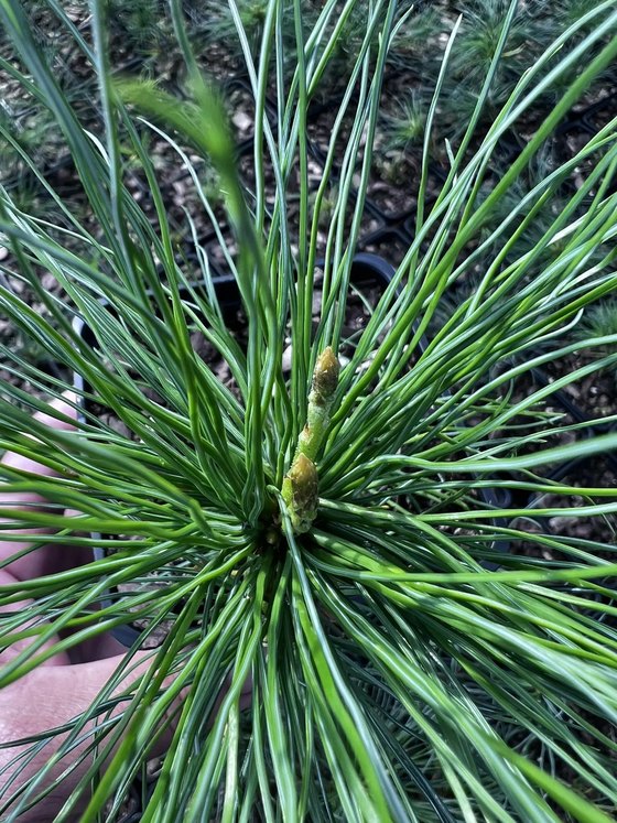 Кедровый стланик (2 года) — Pinus pumila  саженцы в контейнере Р9 — фото 6