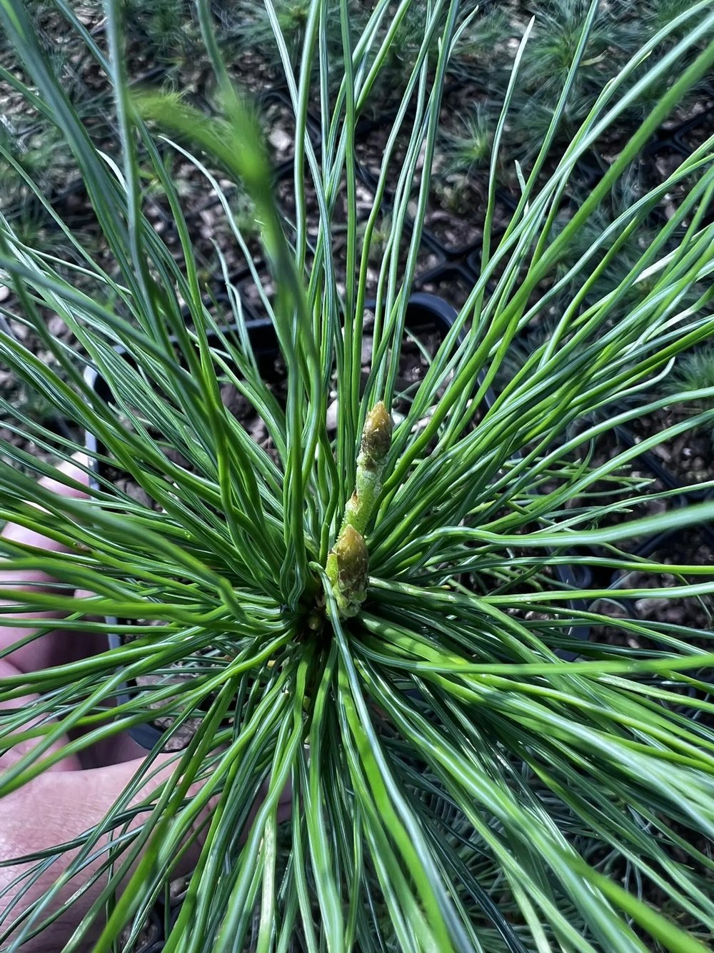 Кедровый стланик (2 года) — Pinus pumila, саженцы в контейнере Р9 — питомник АСТРОБИ — фото 6