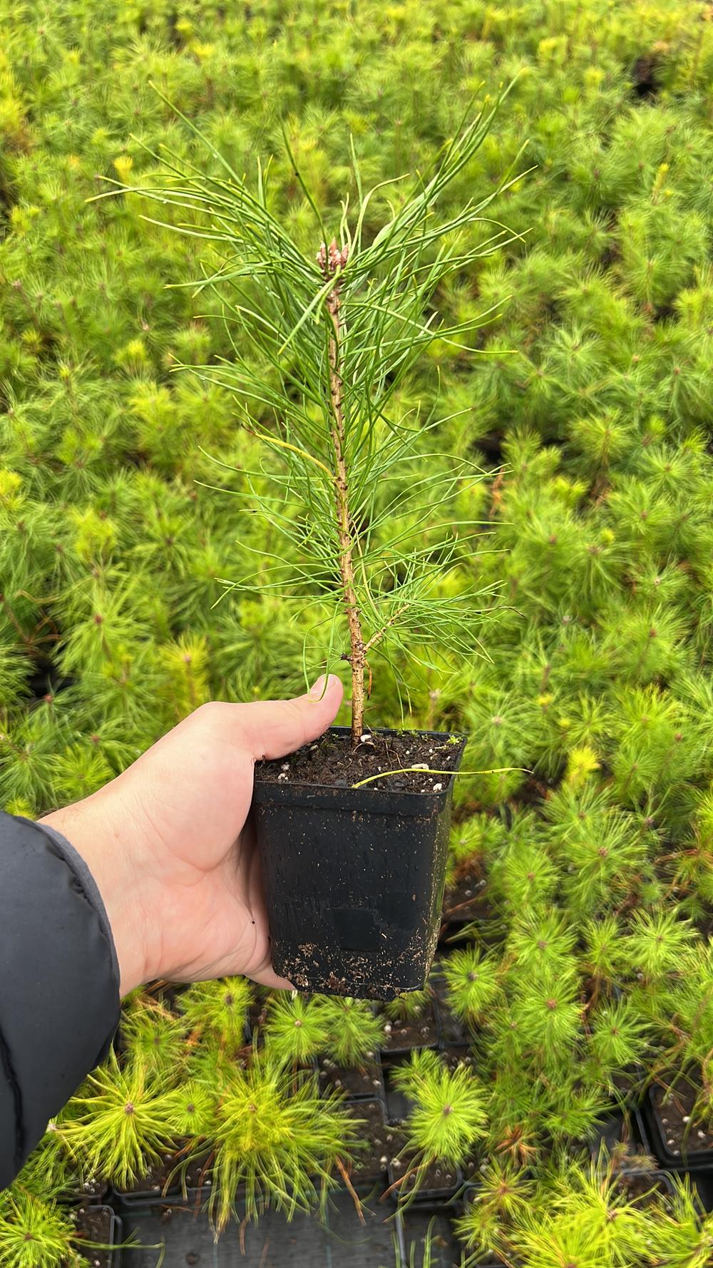 Сосна обыкновенная (Подвой) — Pinus sylvestris, саженцы в контейнере Р9 — питомник АСТРОБИ