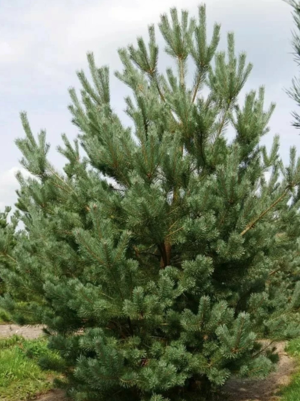 Сосна обыкновенная (Подвой) — Pinus sylvestris, саженцы в контейнере Р9 — питомник АСТРОБИ — фото 6
