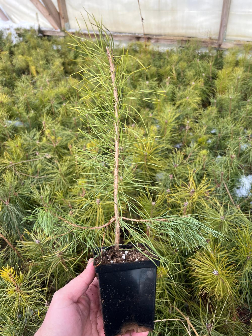 Сосна обыкновенная (Подвой) — Pinus sylvestris, саженцы в контейнере Р9 — питомник АСТРОБИ — фото 2