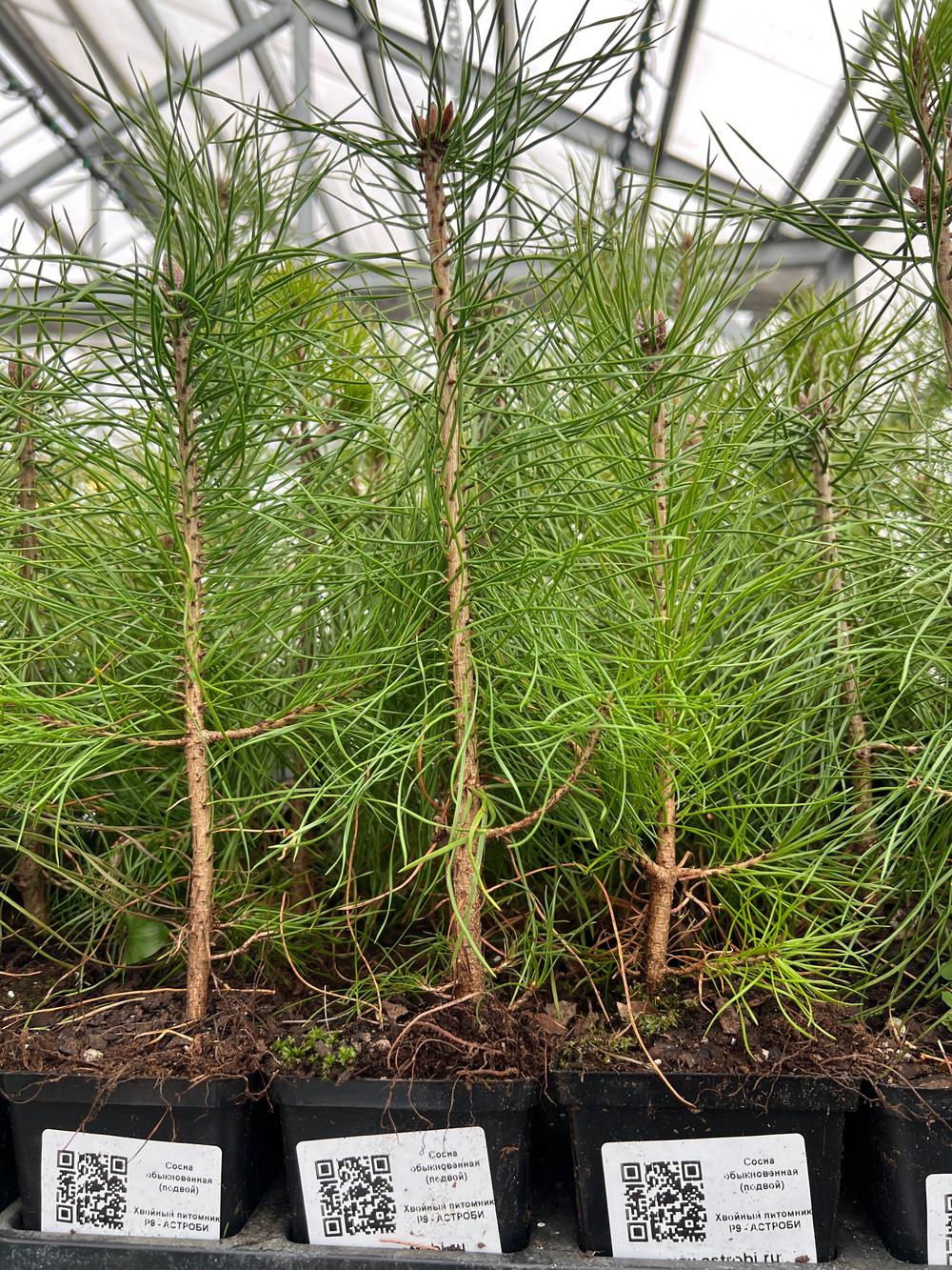 Сосна обыкновенная (Подвой) — Pinus sylvestris, саженцы в контейнере Р9 — питомник АСТРОБИ — фото 3