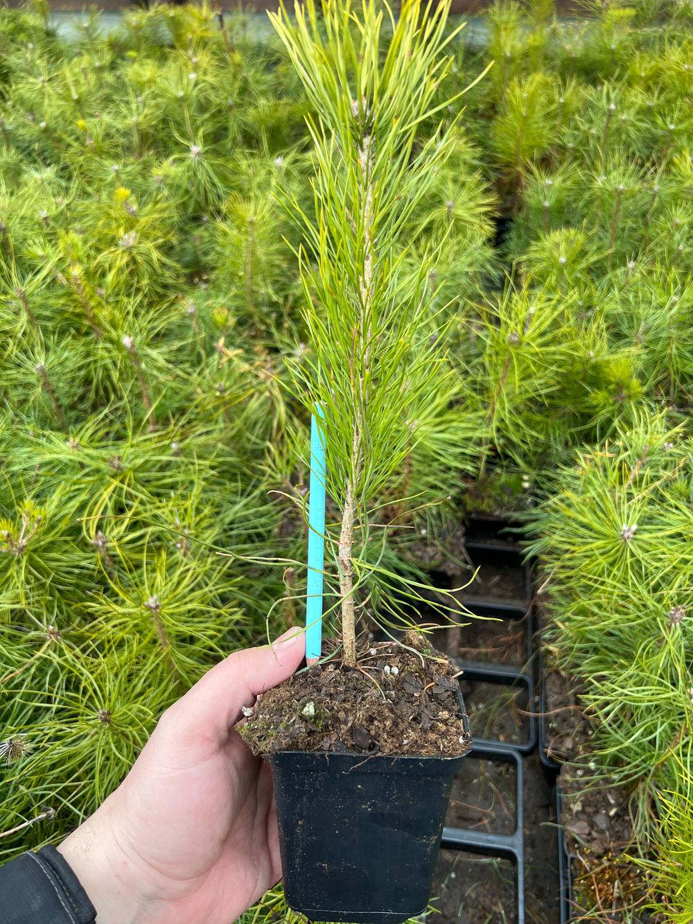 Сосна обыкновенная (Подвой) — Pinus sylvestris, саженцы в контейнере Р9 — питомник АСТРОБИ — фото 4