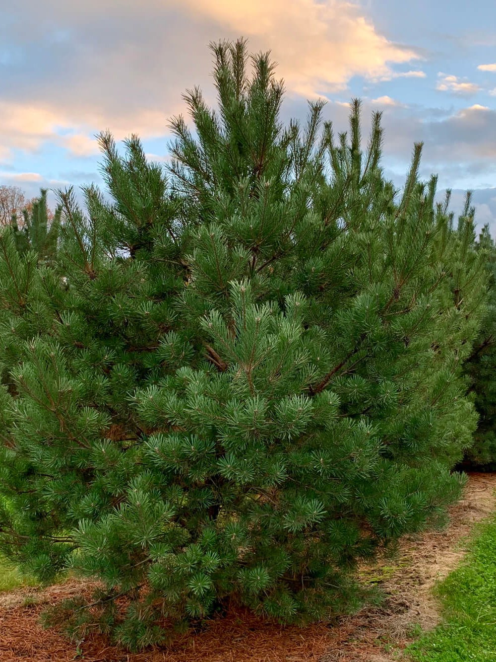 Сосна обыкновенная (Подвой) — Pinus sylvestris, саженцы в контейнере Р9 — питомник АСТРОБИ