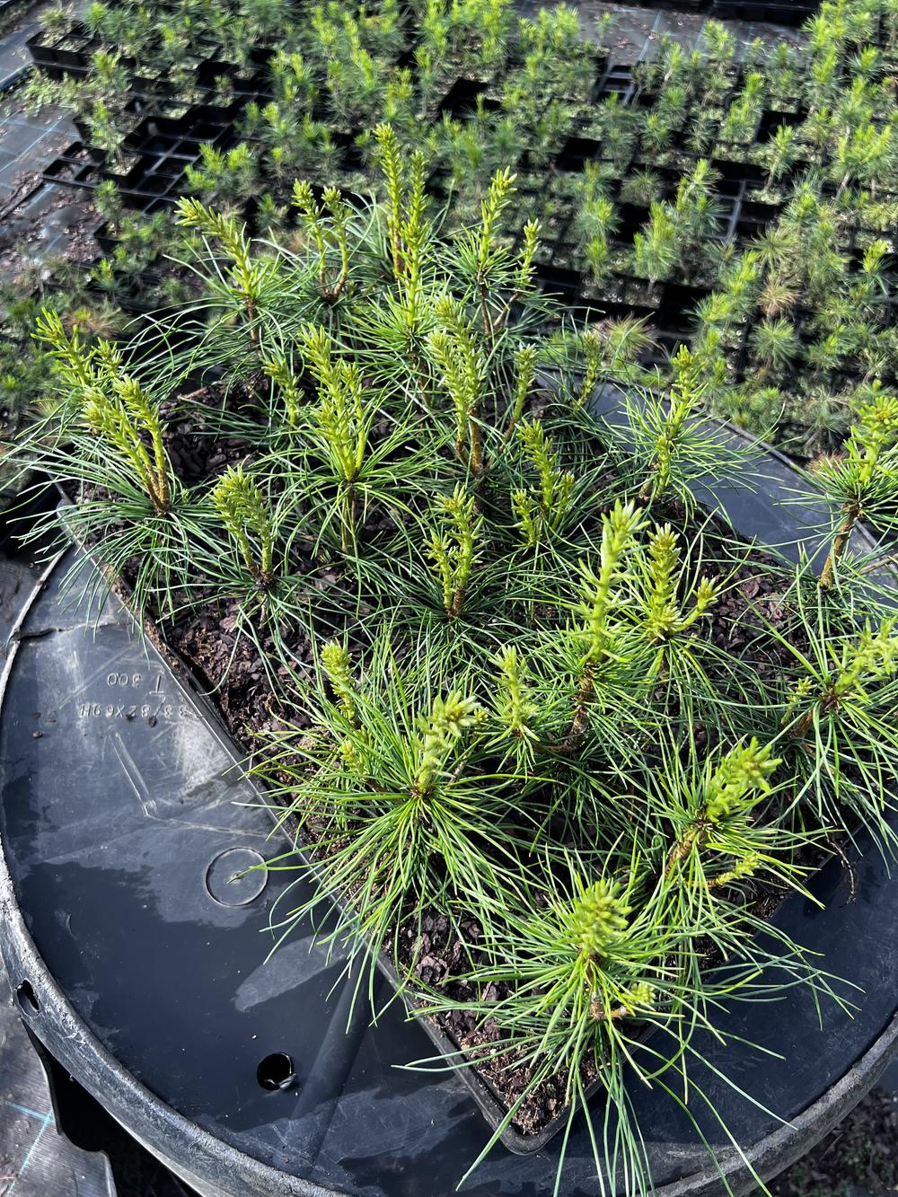 Сосна кедровая сибирская (2-3 года) — Pinus sibirica, саженцы в контейнере Р9 — питомник АСТРОБИ