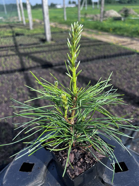 Сосна кедровая сибирская (2-3 года) — Pinus sibirica  саженцы в контейнере Р9 — фото 10