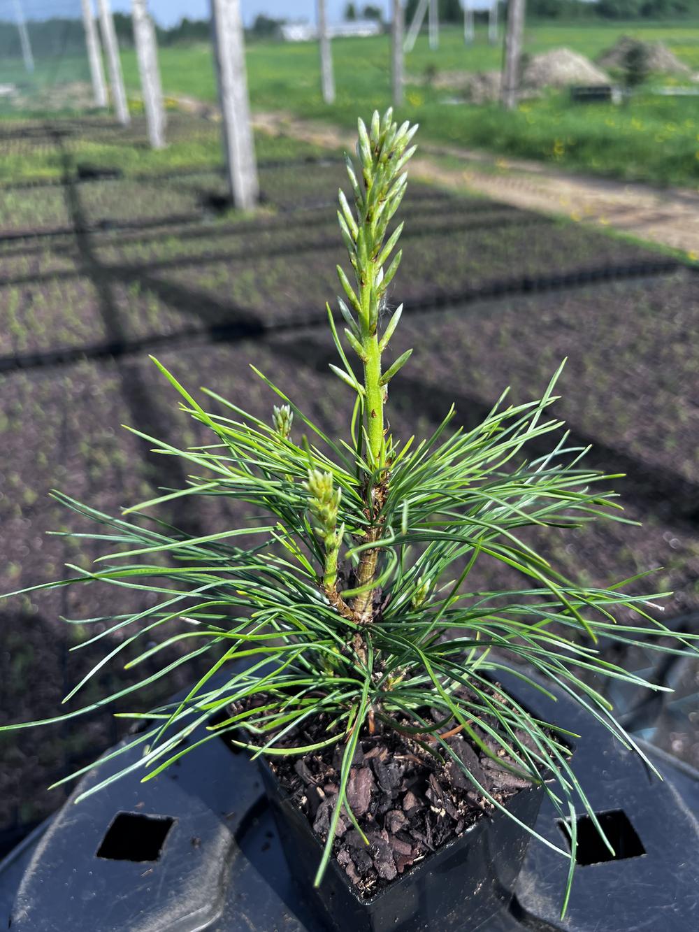 Сосна кедровая сибирская (2-3 года) — Pinus sibirica, саженцы в контейнере Р9 — питомник АСТРОБИ — фото 10