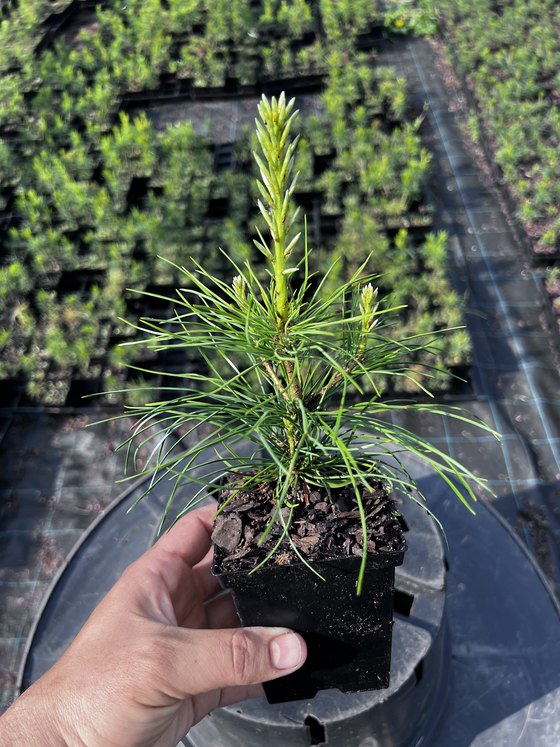 Сосна кедровая сибирская (2-3 года) - Pinus sibirica  саженцы в контейнере Р9 - фото 6