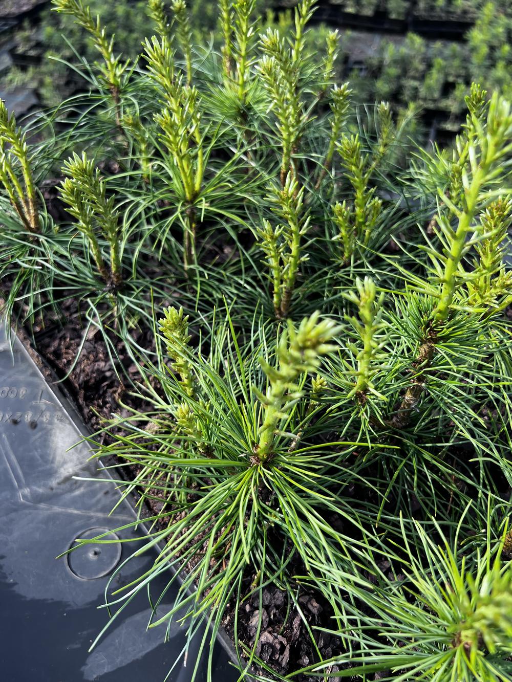 Сосна кедровая сибирская (2-3 года) — Pinus sibirica, саженцы в контейнере Р9 — питомник АСТРОБИ — фото 2