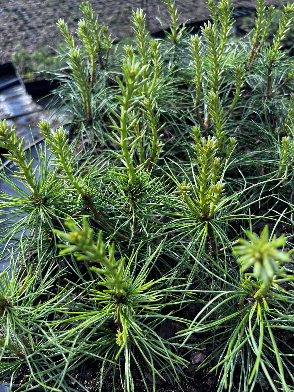 Сосна кедровая сибирская (2-3 года) — Pinus sibirica, саженцы в контейнере Р9 — питомник АСТРОБИ — фото 3
