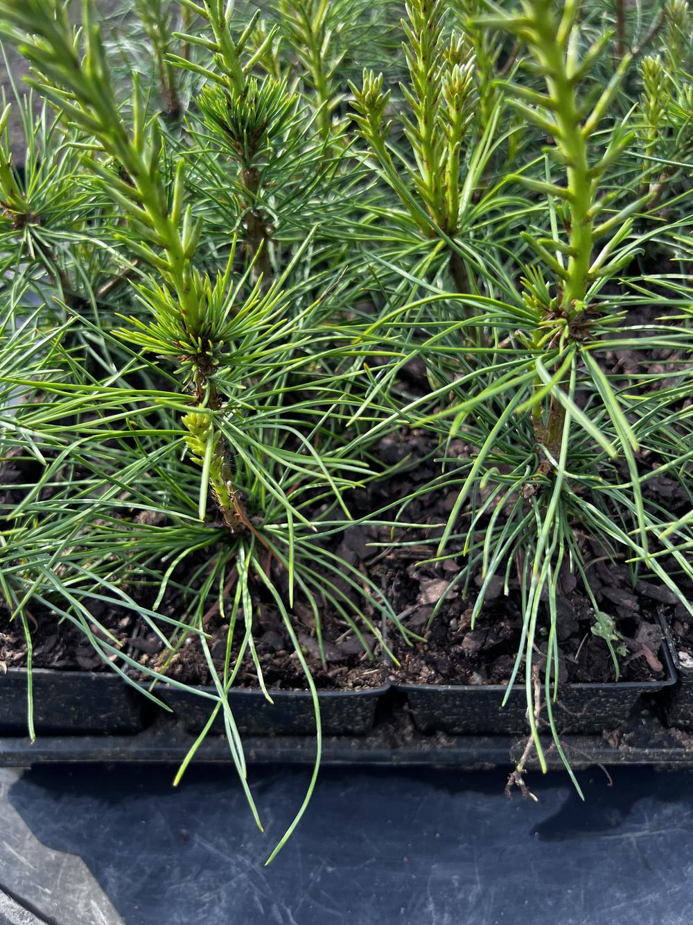 Сосна кедровая сибирская (2-3 года) — Pinus sibirica, саженцы в контейнере Р9 — питомник АСТРОБИ — фото 4