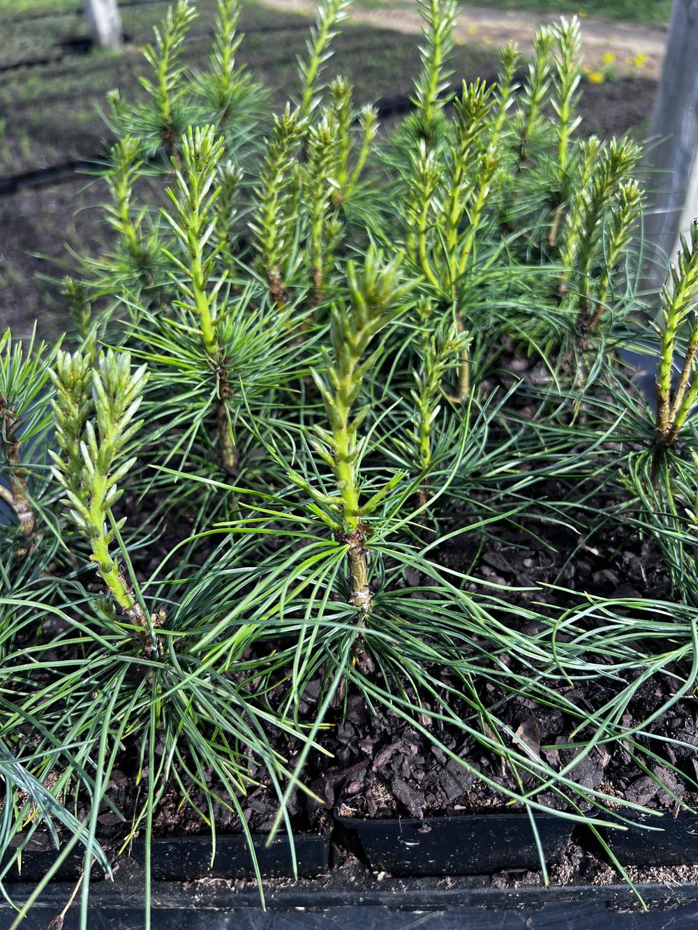 Сосна кедровая сибирская (2-3 года) — Pinus sibirica, саженцы в контейнере Р9 — питомник АСТРОБИ — фото 5