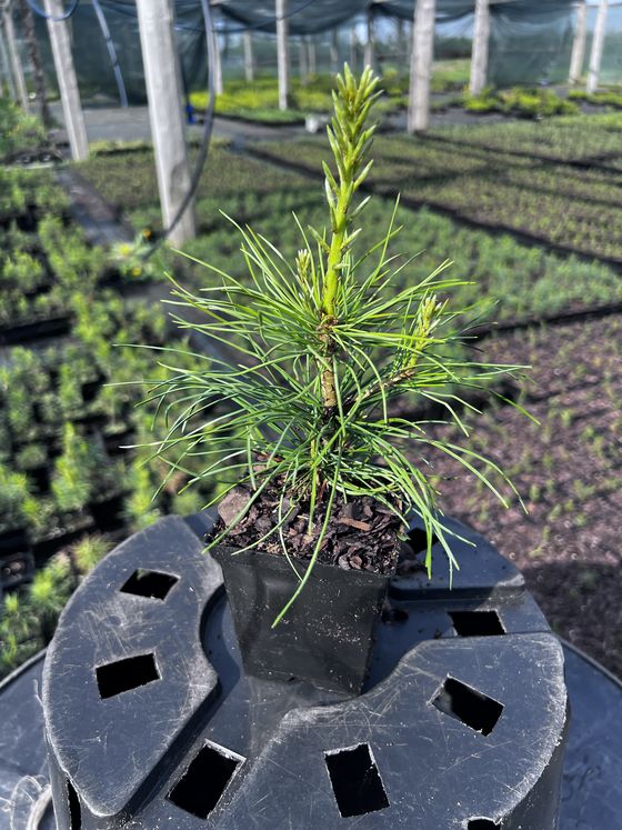 Сосна кедровая сибирская (2-3 года) — Pinus sibirica  саженцы в контейнере Р9 — фото 6