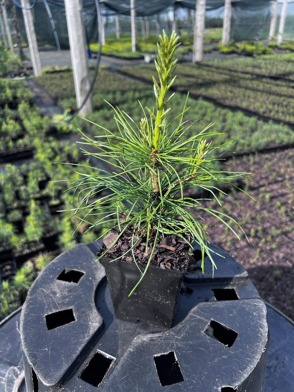 Сосна кедровая сибирская (2-3 года) — Pinus sibirica, саженцы в контейнере Р9 — питомник АСТРОБИ — фото 6