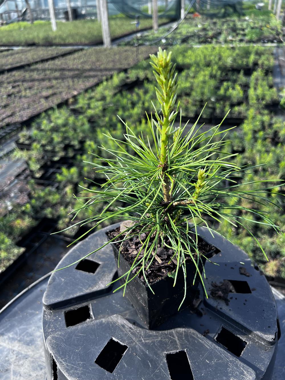 Сосна кедровая сибирская (2-3 года) — Pinus sibirica, саженцы в контейнере Р9 — питомник АСТРОБИ — фото 7