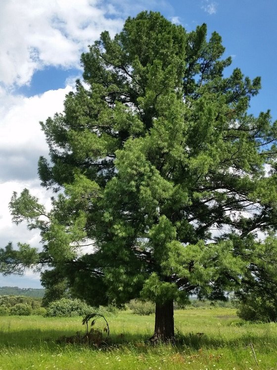 Сосна кедровая сибирская (2-3 года) — Pinus sibirica  саженцы в контейнере Р9