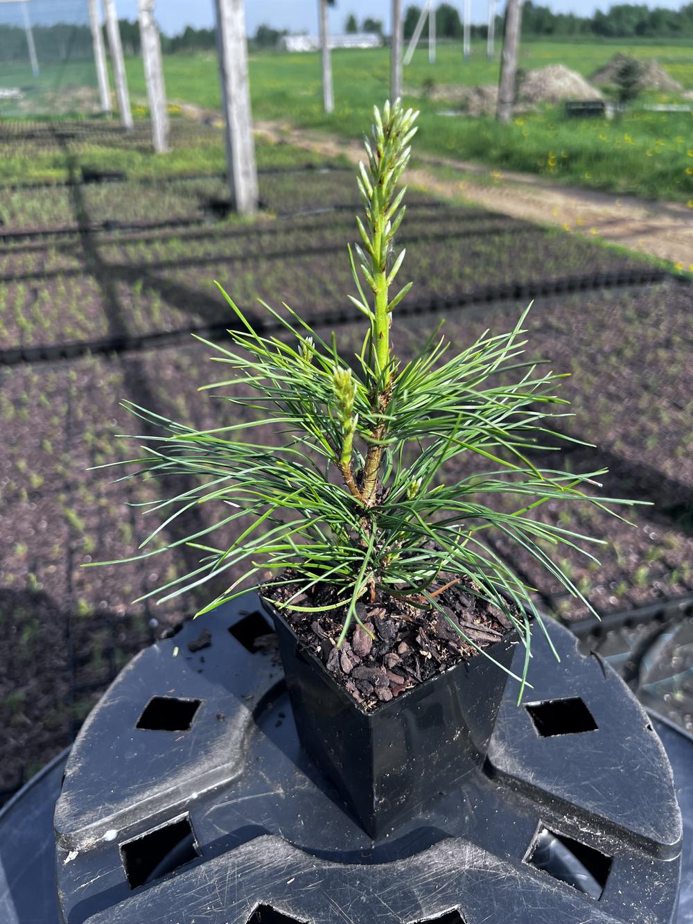 Сосна кедровая сибирская (2-3 года) — Pinus sibirica, саженцы в контейнере Р9 — питомник АСТРОБИ — фото 8