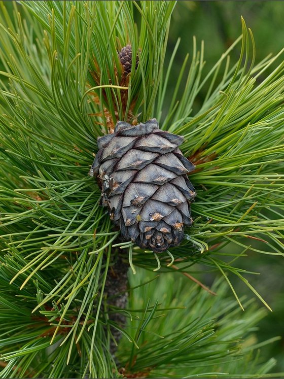 Сосна кедровая сибирская (2-3 года) — Pinus sibirica  саженцы в контейнере Р9 — фото 7