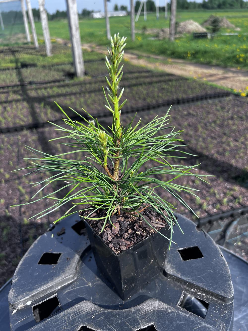 Сосна кедровая сибирская (2-3 года) — Pinus sibirica, саженцы в контейнере Р9 — питомник АСТРОБИ — фото 9