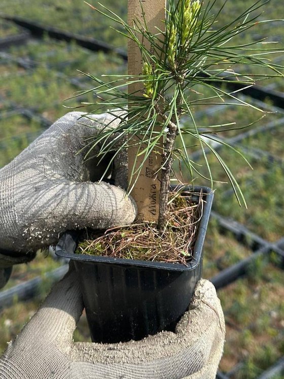 Сосна кедровая сибирская (2-3 года) — Pinus sibirica  саженцы в контейнере Р9 — фото 6
