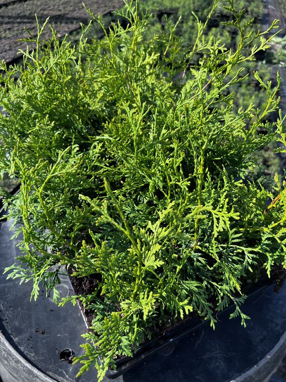Туя западная Брабант — Thuja occidentalis Brabant  саженцы в контейнере Р9