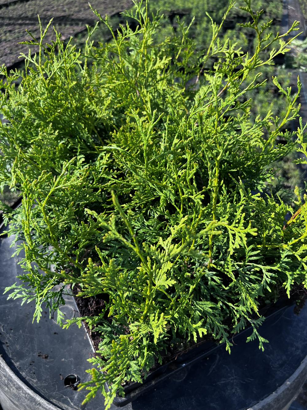Туя западная Брабант — Thuja occidentalis Brabant, саженцы в контейнере Р9 — питомник АСТРОБИ