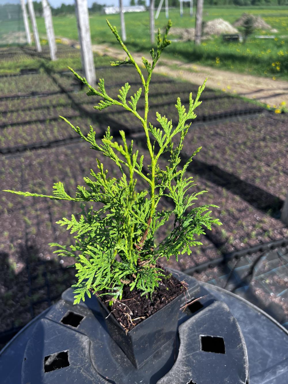 Туя западная Брабант — Thuja occidentalis Brabant, саженцы в контейнере Р9 — питомник АСТРОБИ — фото 10