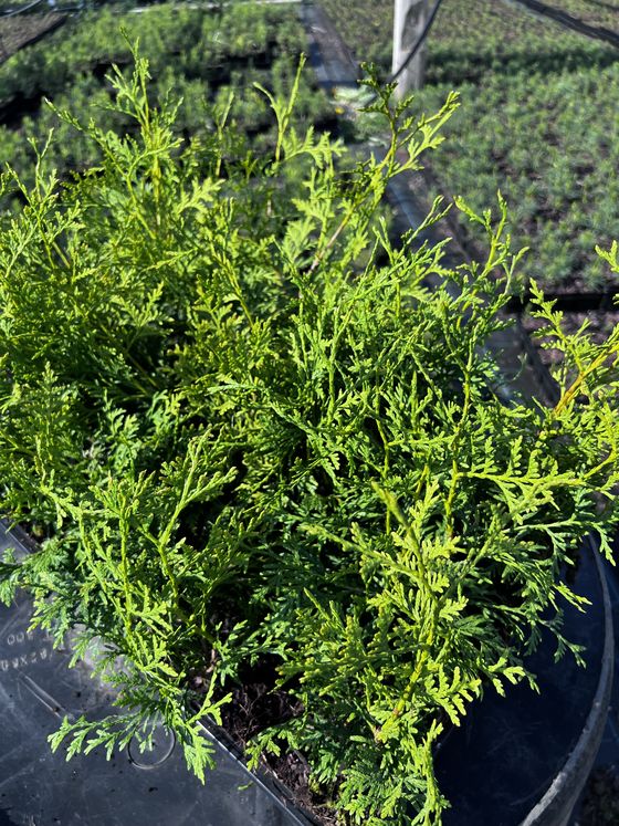 Туя западная Брабант — Thuja occidentalis Brabant  саженцы в контейнере Р9 — фото 2