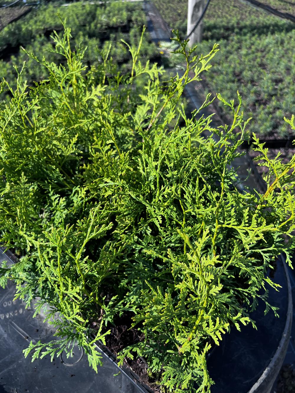 Туя западная Брабант — Thuja occidentalis Brabant, саженцы в контейнере Р9 — питомник АСТРОБИ — фото 2