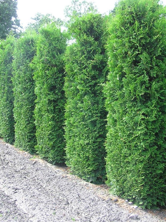 Туя западная Брабант — Thuja occidentalis Brabant  саженцы в контейнере Р9