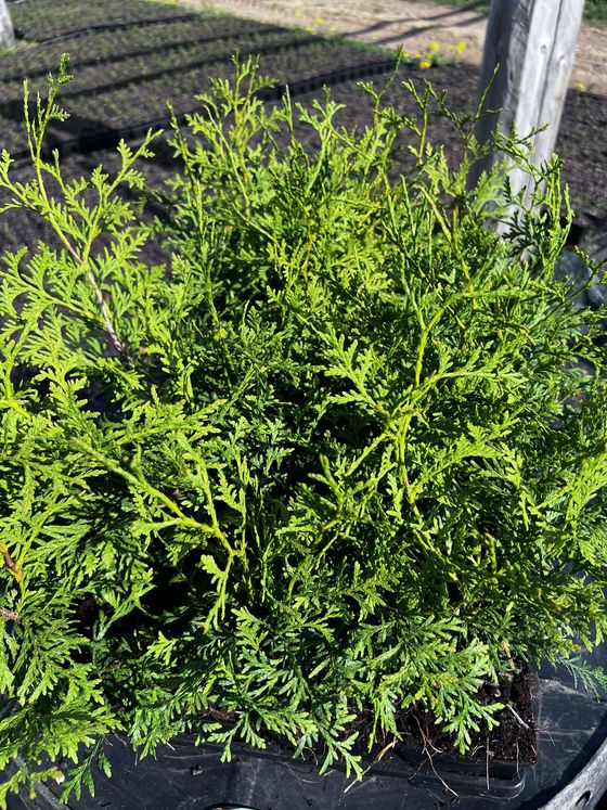 Туя западная Брабант — Thuja occidentalis Brabant  саженцы в контейнере Р9 — фото 3