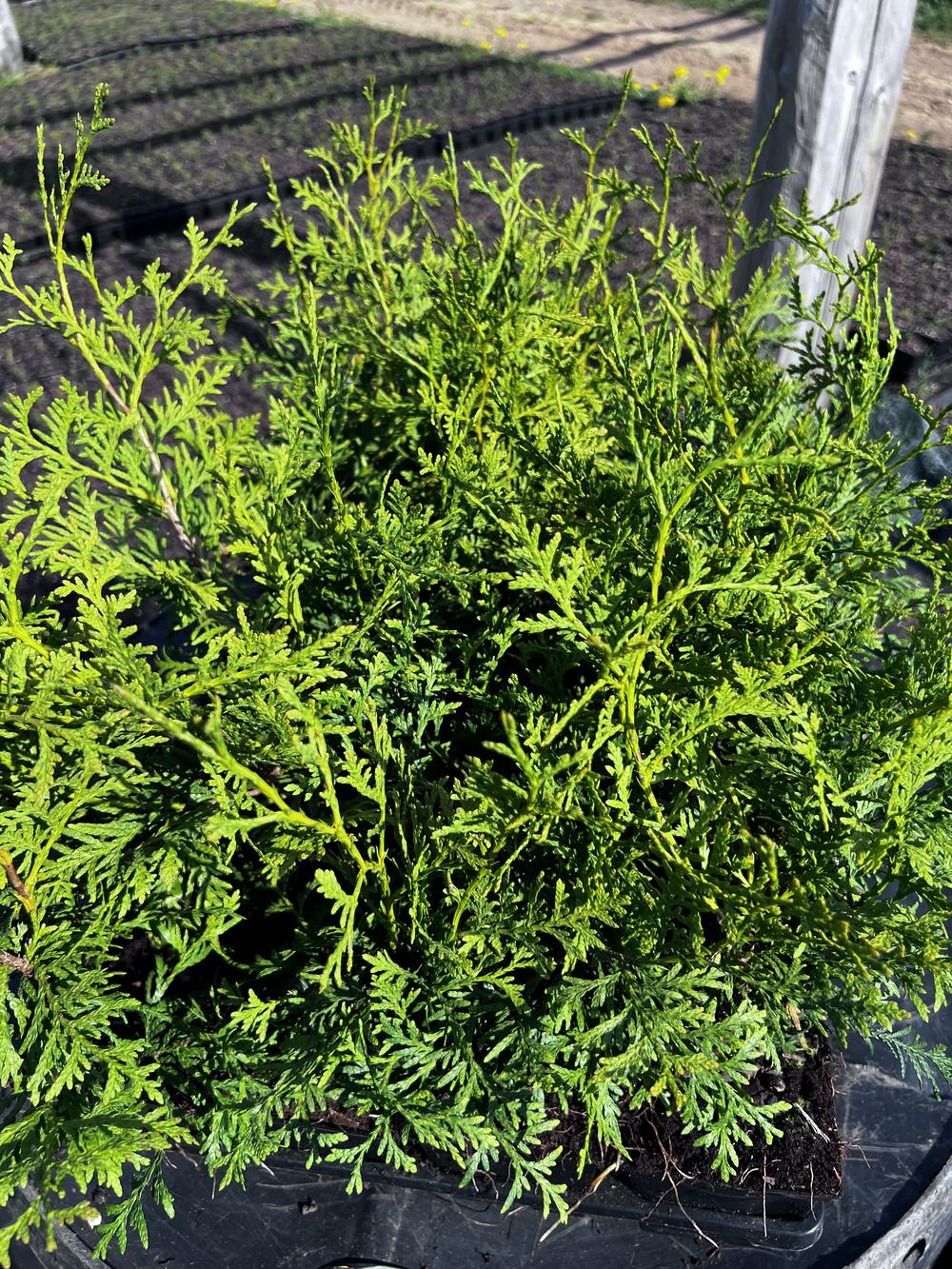 Туя западная Брабант — Thuja occidentalis Brabant, саженцы в контейнере Р9 — питомник АСТРОБИ — фото 3