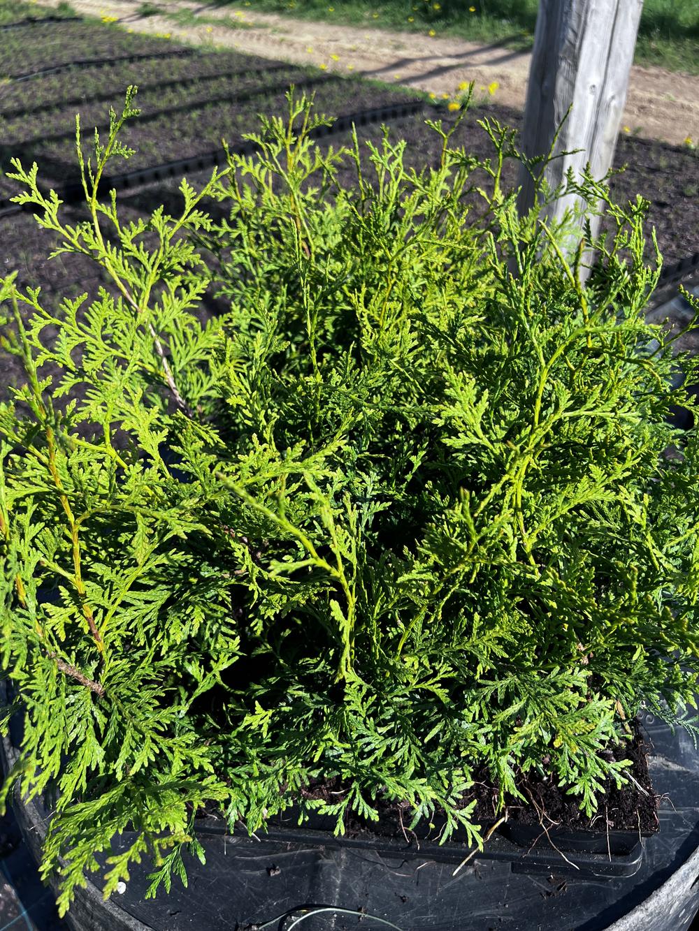Туя западная Брабант — Thuja occidentalis Brabant, саженцы в контейнере Р9 — питомник АСТРОБИ — фото 4