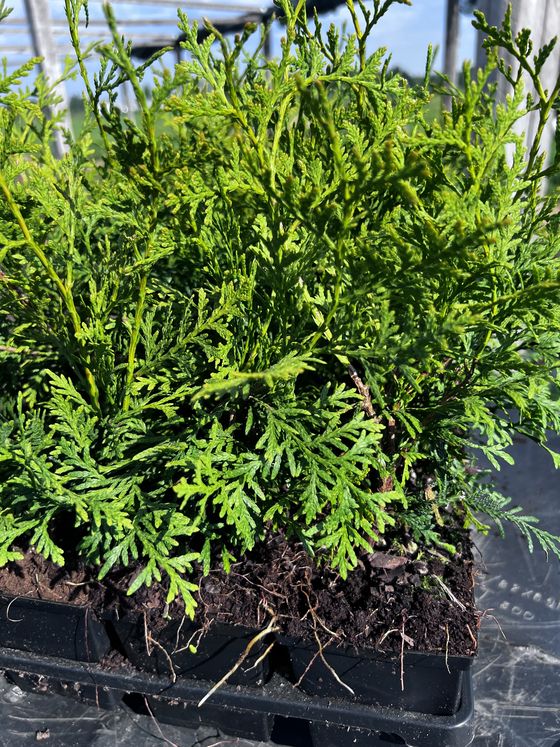 Туя западная Брабант — Thuja occidentalis Brabant  саженцы в контейнере Р9 — фото 5