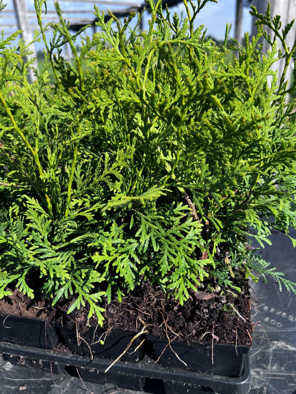Туя западная Брабант — Thuja occidentalis Brabant, саженцы в контейнере Р9 — питомник АСТРОБИ — фото 5