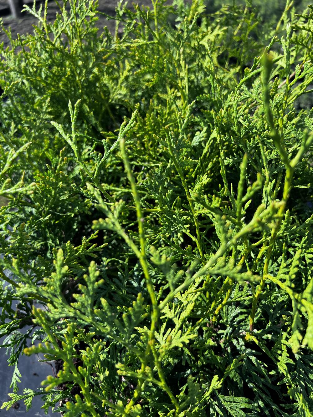 Туя западная Брабант — Thuja occidentalis Brabant, саженцы в контейнере Р9 — питомник АСТРОБИ — фото 6
