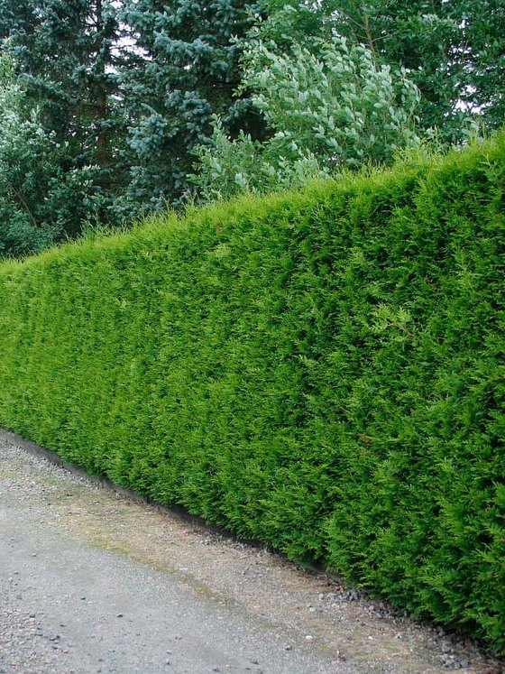 Туя западная Брабант — Thuja occidentalis Brabant  саженцы в контейнере Р9 — фото 3