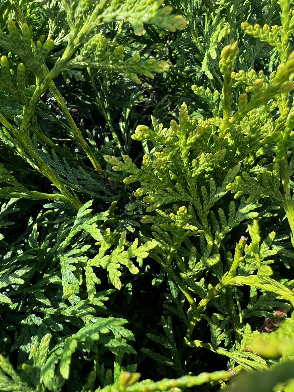 Туя западная Брабант — Thuja occidentalis Brabant, саженцы в контейнере Р9 — питомник АСТРОБИ — фото 7
