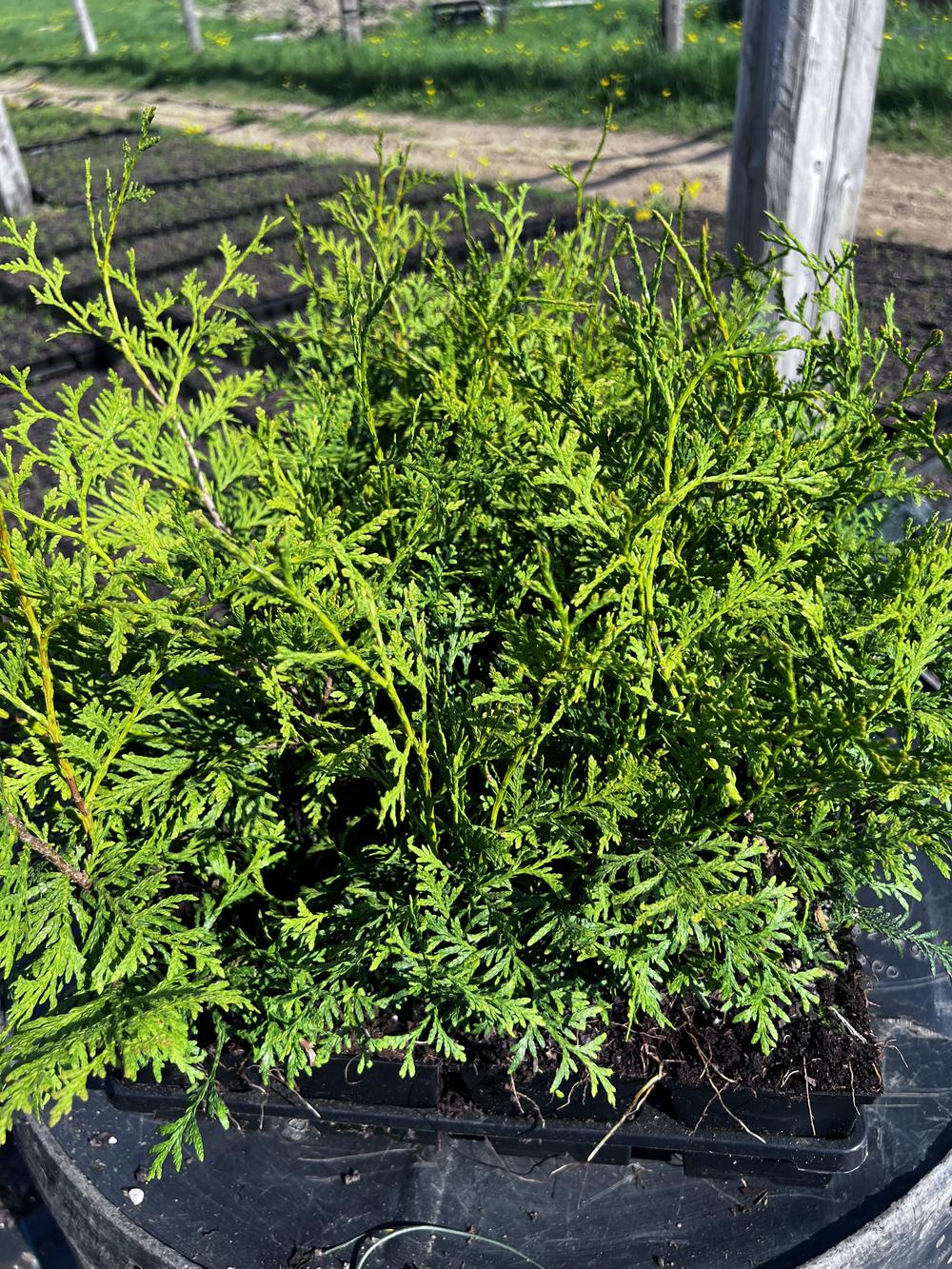 Туя западная Брабант — Thuja occidentalis Brabant, саженцы в контейнере Р9 — питомник АСТРОБИ — фото 8