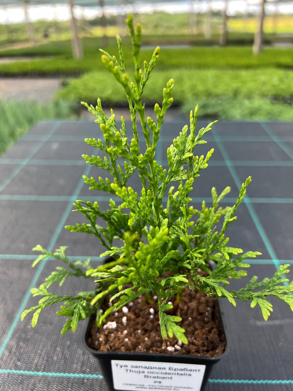 Туя западная Брабант — Thuja occidentalis Brabant, саженцы в контейнере Р9 — питомник АСТРОБИ — фото 5