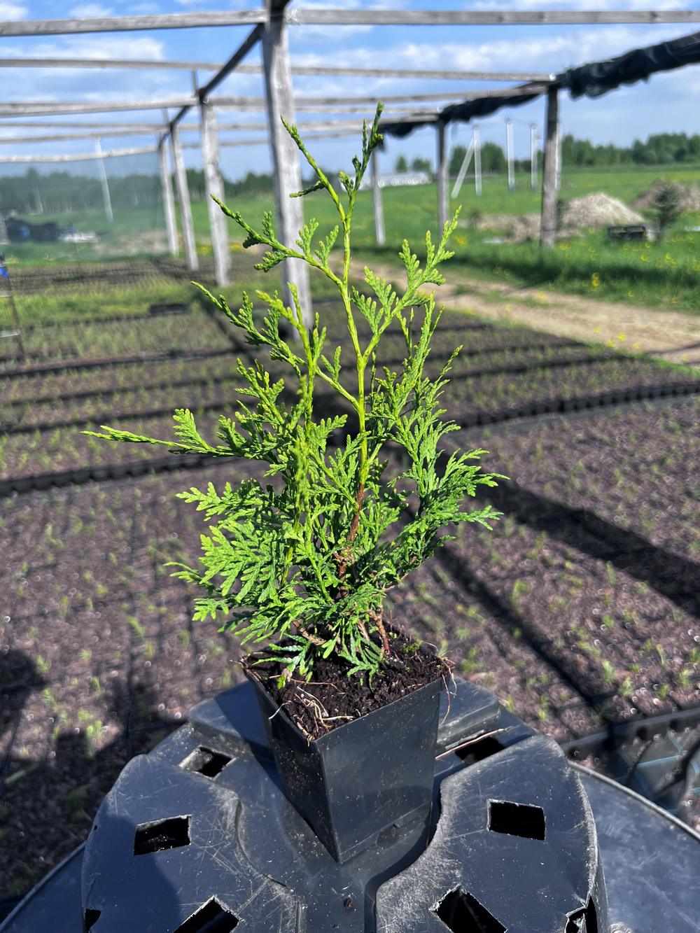 Туя западная Брабант — Thuja occidentalis Brabant, саженцы в контейнере Р9 — питомник АСТРОБИ — фото 9