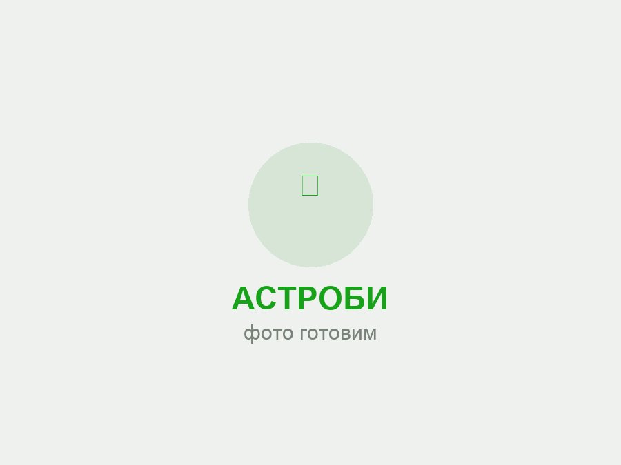 Пихта цельнолистная (2 года) - Abies holophylla 24 шт.